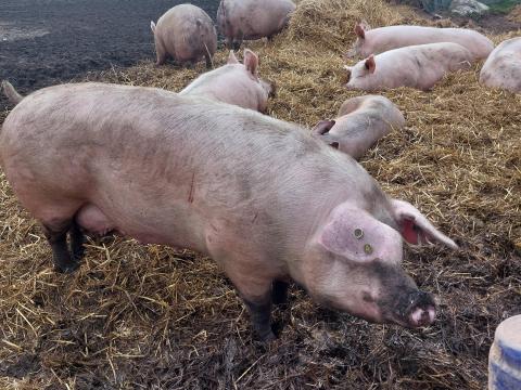 Selejt kocák eladók Selejt kocák eladók