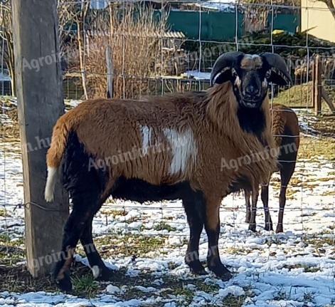 Kameruni kos birka