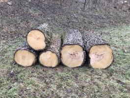 Vadalma, vadkörte fa rönkök eladó
