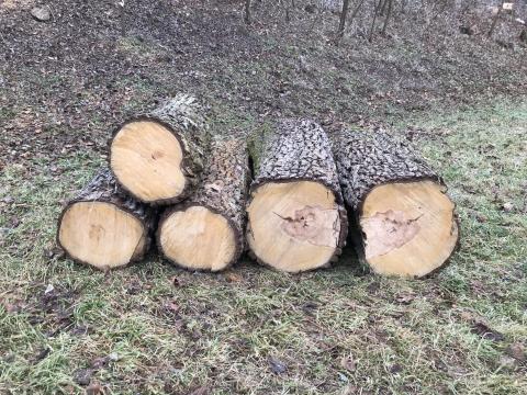 Vadalma, vadkörte fa rönkök eladó Vadalma, vadkörte fa rönkök eladó