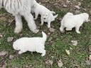 Komondor jellegű kiskutyák