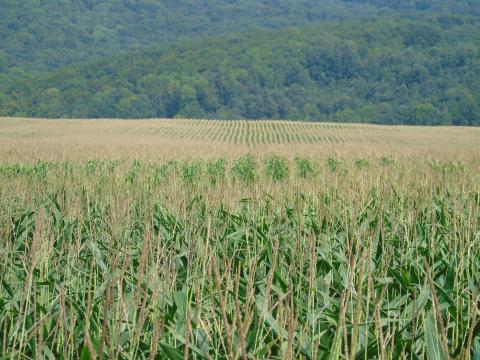 Mezőgazdasági gépkezelőt keresünk Mezőgazdasági gépkezelőt keresünk