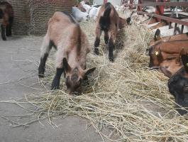 Állatgondozót keresünk Heves megyébe,  Csány településre