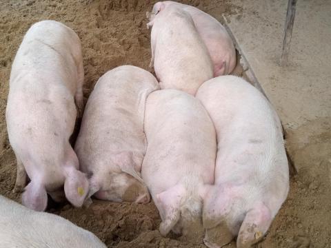 Tápiószelén 350 kg körüli,  termelésből kivont minőségi kocák kaphatók Tápiószelén 350 kg körüli,  termelésből kivont minőségi kocák kaphatók
