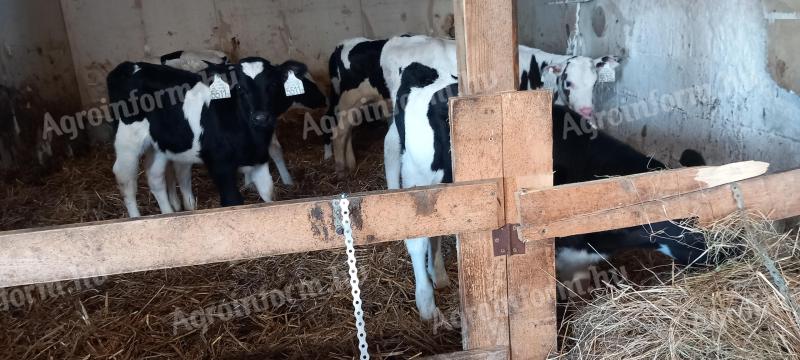 10 db Holstein bika borjú