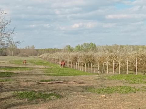 16,3 ha birtok Lajosmizsén, aszfaltút mellett