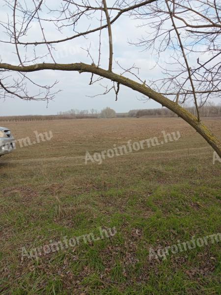 16,3 ha birtok Lajosmizsén aszfaltút mentén