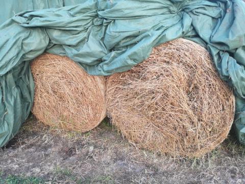 Lucerna körbála eladó Lucerna körbála eladó