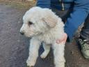 Komondor fiú kiskutya