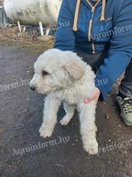 Komondor fiú kiskutya