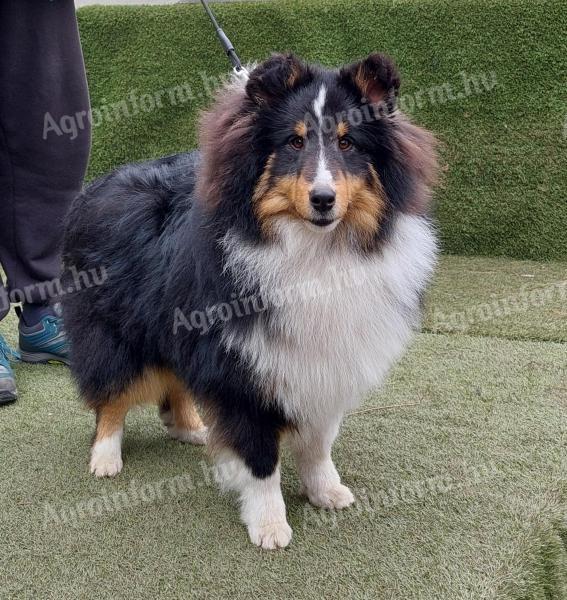 Sheltie - Shetland sheepdog növendék kan kölyök tenyésztőtől elérhető