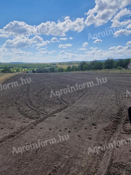 Alcsútdobozon 4200 nm művelés alatt álló terület eladó