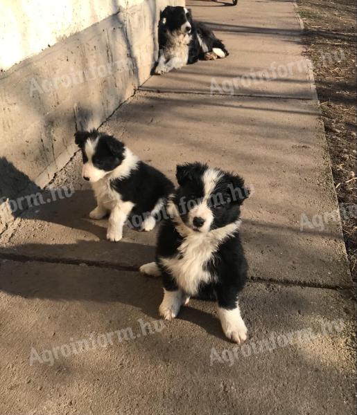 Border collie jellegű kiskutyák örökbefogadhatók