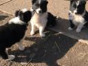 Border collie jellegű kiskutyák örökbefogadhatók