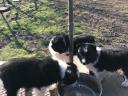 Border collie jellegű kiskutyák örökbefogadhatók