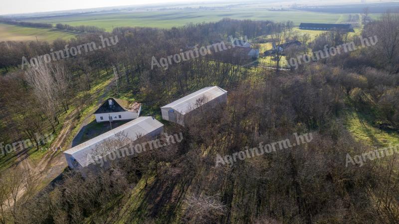 Mezőgazdasági ingatlan eladó