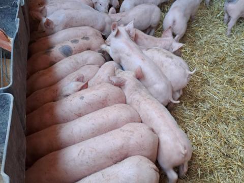 Választási malacok Választási malacok