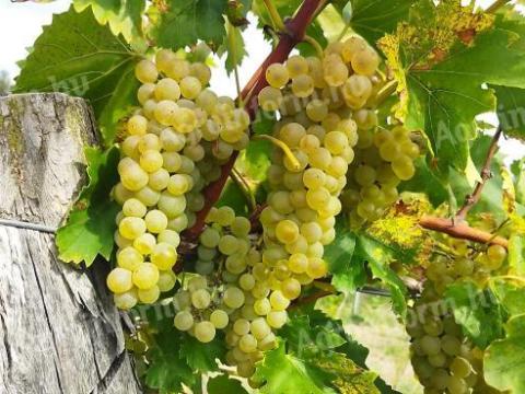 Telepíítésből maradt Bianca szőlőoltvány eladó