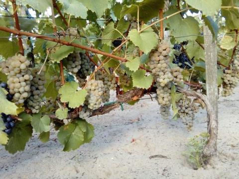 Zenit szőlőoltvány eladó