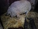 Mangalica nőstény hízó