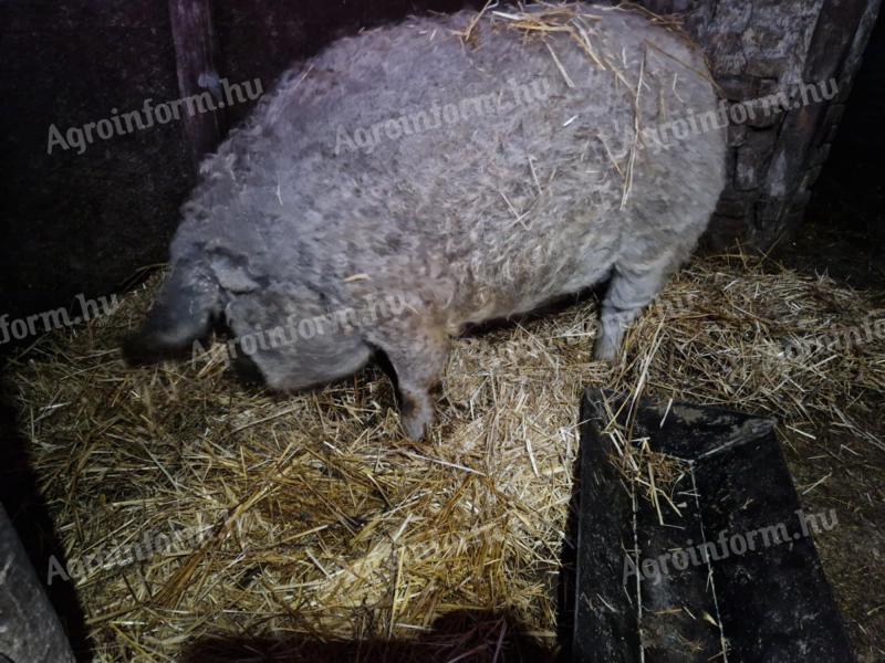 Mangalica nőstény hízó