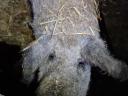 Mangalica nőstény hízó