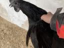 Ayam cemani kakasok