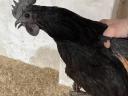 Ayam cemani kakasok