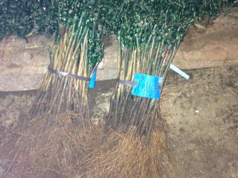 Szőlőoltvány Szőlőoltvány