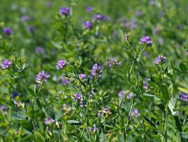 Giulia lucerna vetőmag - Rhizobiummal oltott