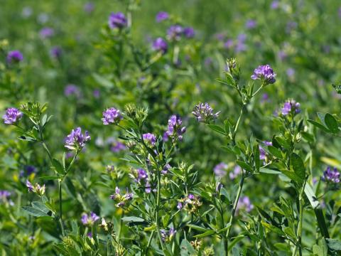Giulia lucerna vetőmag - Rhizobiummal oltott Giulia lucerna vetőmag - Rhizobiummal oltott