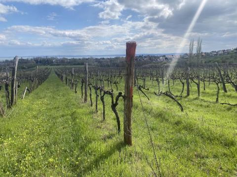 Paloznak,  olaszrizling szőlőültetvény
