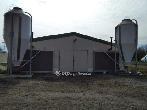 Állattartó telep Szentesen Állattartó telep Szentesen