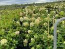 Babérmeggy,  Tiszafa,  Korallberkenye,  Leylandii ciprus,  Smaragd tuja,  Hortenzia termelőtől eladó