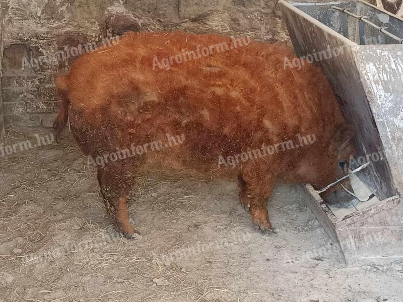 Mangalica hízó eladó Földesen