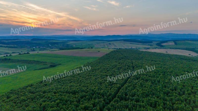 Miskolctól 40 km-re,  Abod aprófaluban,  72 ha,  27 éves tölgyfaerdő ELADÓ