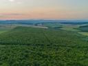 Miskolctól 40 km-re,  Abod aprófaluban,  72 ha,  27 éves tölgyfaerdő ELADÓ