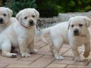 Labrador retriever kölykök