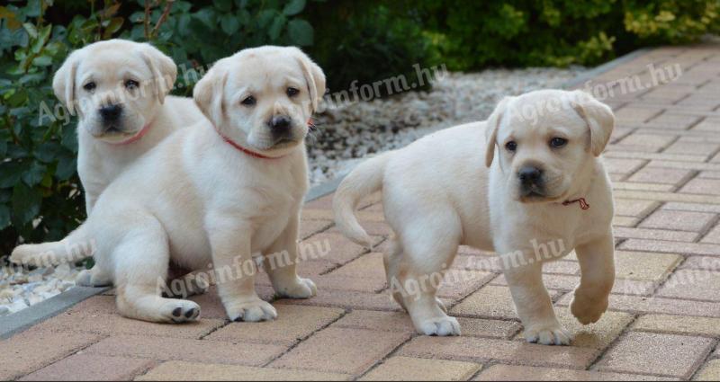 Labrador retriever kölykök