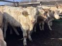 Charolais (F1) növendék bikák eladó,  30 db