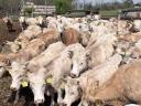 Charolais (F1) növendék bikák eladó,  30 db