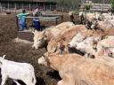 Charolais (F1) növendék bikák eladó,  30 db