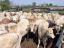 Charolais (F1) növendék bikák eladó,  30 db
