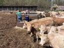 Charolais (F1) növendék bikák eladó,  30 db