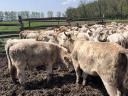 Charolais (F1) növendék bikák eladó,  30 db