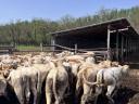 Charolais (F1) növendék bikák eladó,  30 db