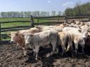 Charolais (F1) növendék bikák eladó,  30 db