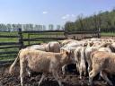 Charolais (F1) növendék bikák eladó,  30 db