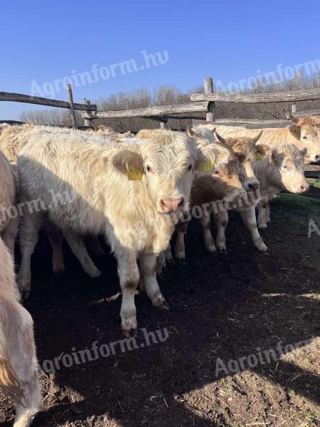 Charolais növendék bikák és üszők eladó,  73 db