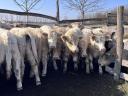 Charolais növendék bikák és üszők eladó,  73 db